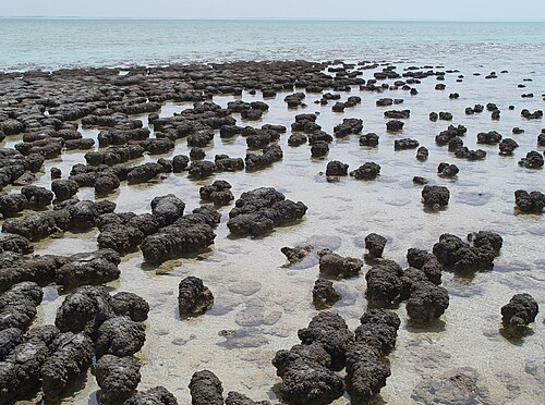 Hamelin Pool Marine Nature Reserve